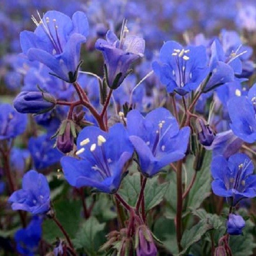 California Bluebell Seeds Desert Bluebell Phacelia Flowers Bulk 5,000 To 20,000