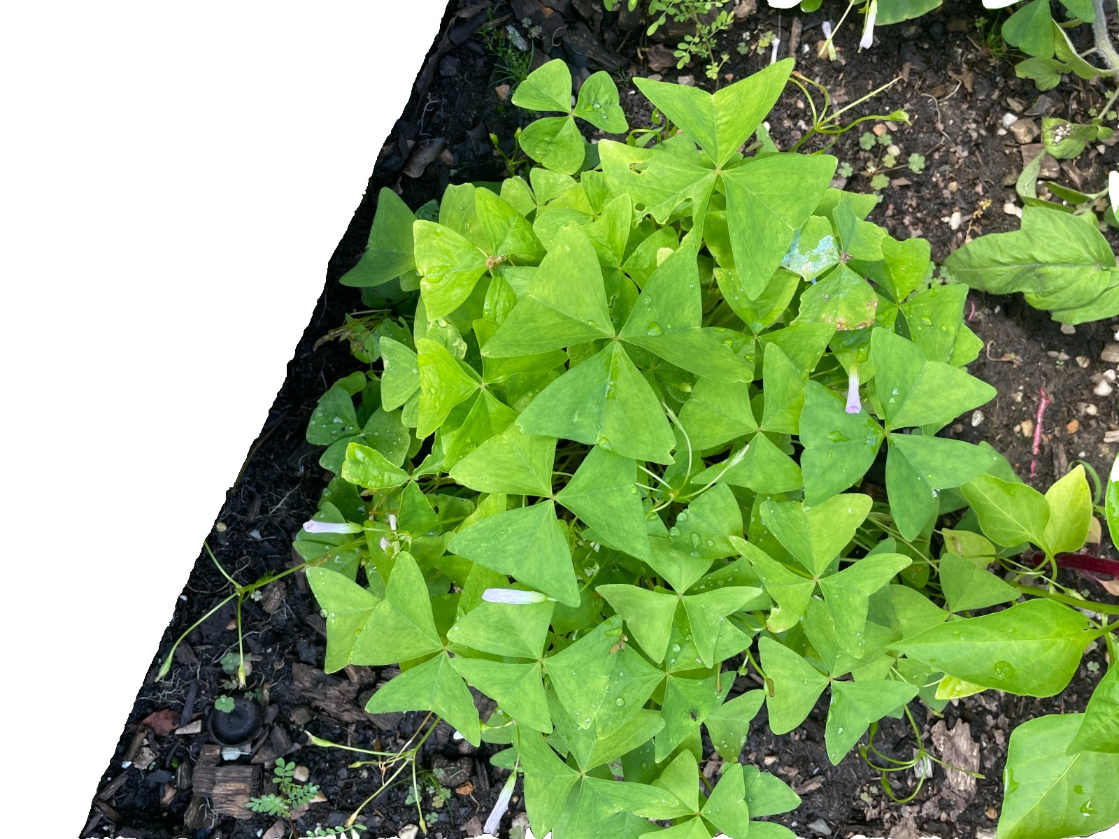 Oxalis Regnellii Lucky Green Shamrock 20 Plant Bulbs Indoor Outdoor