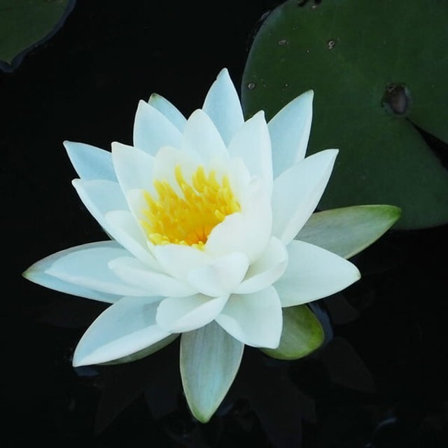 10 WHITE WATER LILY Pad Nymphaea Pond Seeds