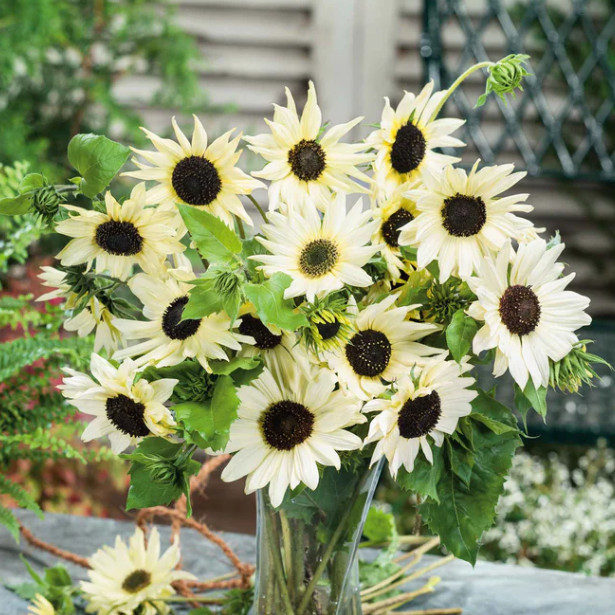 Landscaper’s Pack SIMPLY ROMANTIC Garden Mix White Pink Cut Flowers 1000 Seeds
