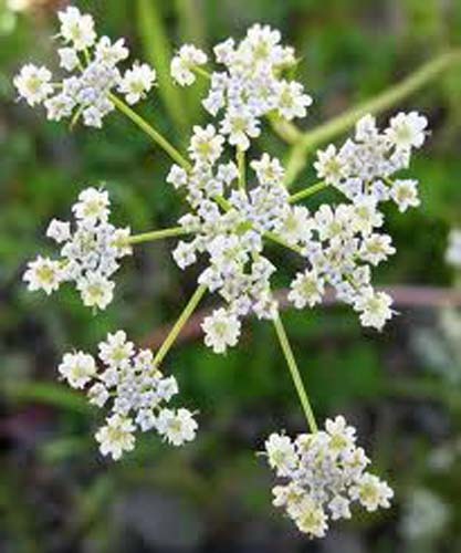 Caraway 300 Seeds Great Garden Herb