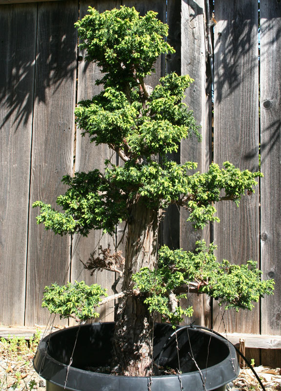 Japanese Red Cedar, Cryptomeria japonica, Tree Seeds