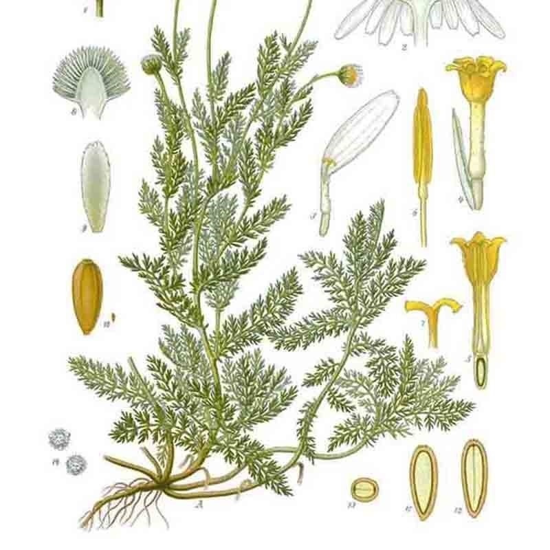 2000+ ROMAN CHAMOMILE SEEDS SPRING GROUNDCOVER PERENNIAL HEIRLOOM EDIBLE HERB US