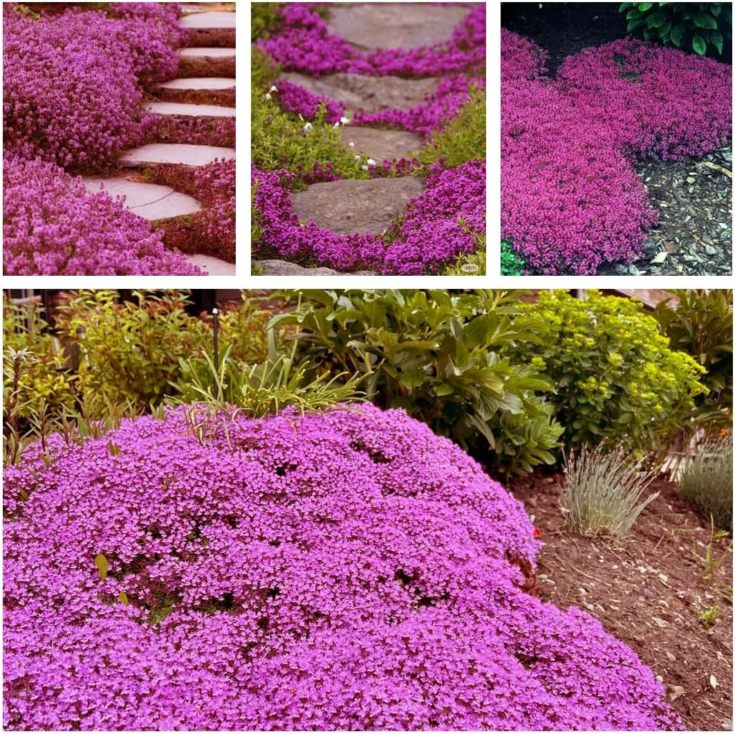20,000+ Creeping Thyme Ground Cover, Non-Gmo Perennial Flower , Hardy Thymus Se