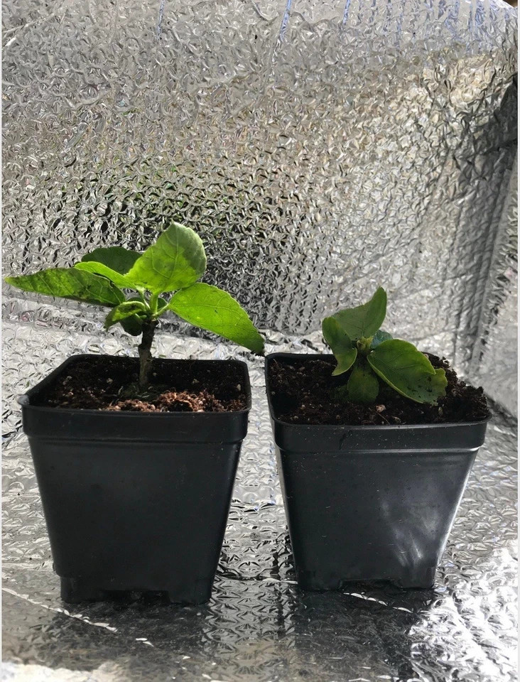 Joanne Hibiscus-SMALL ROOTED STARTER Plant-Hibiscus Rosa-sinensis