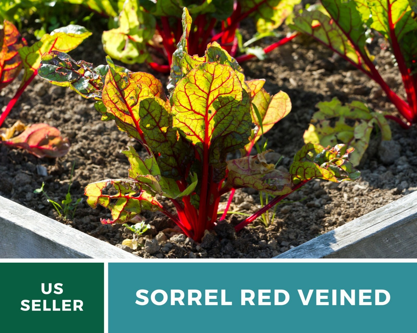 Sorrel, Red Veined – Heirloom Seeds – Culinary Salad Green (Rumex sanguineus)