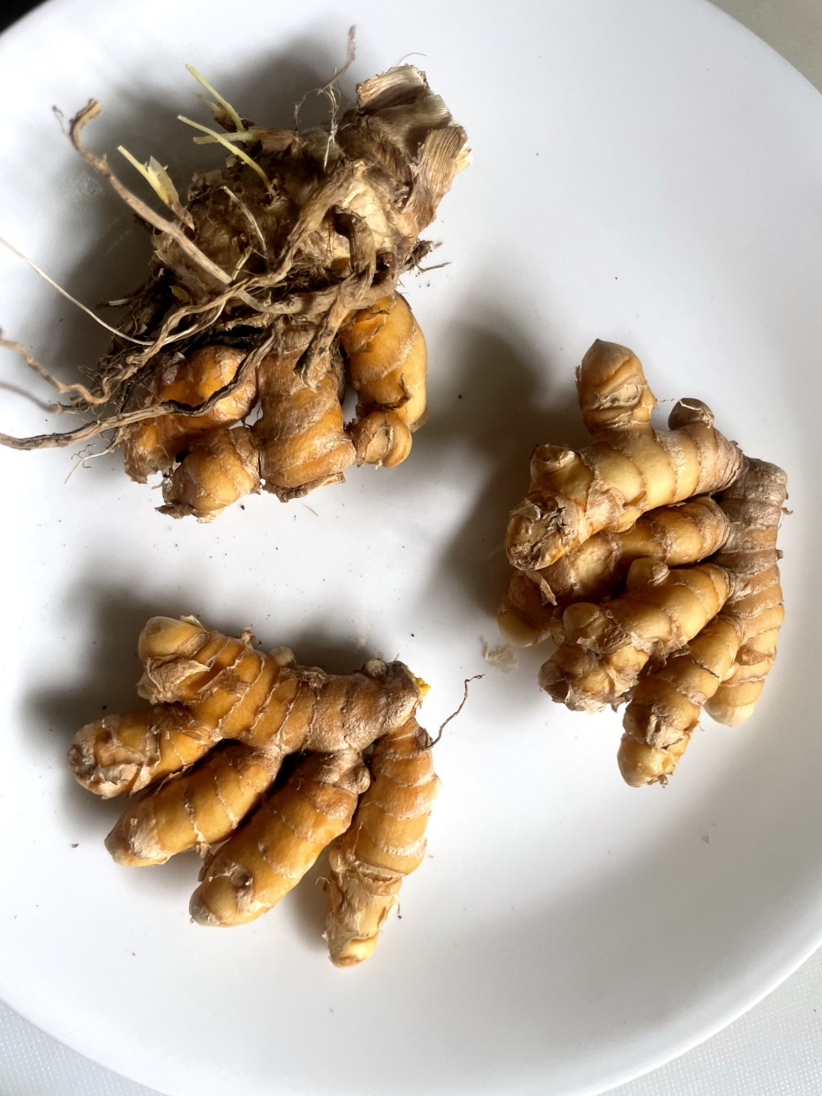 6 Hawaiian OLENA Turmeric Rhizomes Fresh Curcuma Longa Lead-Free Hawaii Grown