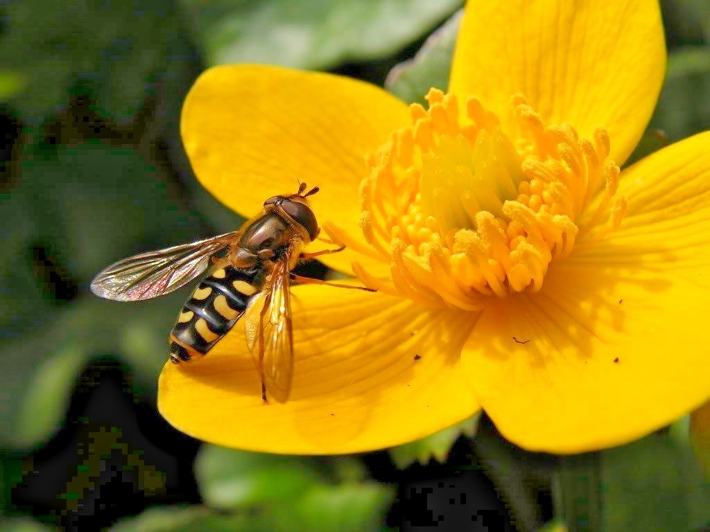 101+SWAMP MARIGOLD Seeds Tickseed Native Wildflower Shrub Bush Flowers Fast Easy