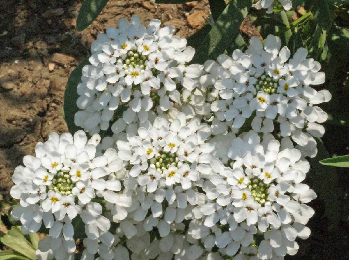 1000 White CANDYTUFT Flower Seeds Rocket ‘Empress Iberis amara Ground Cover
