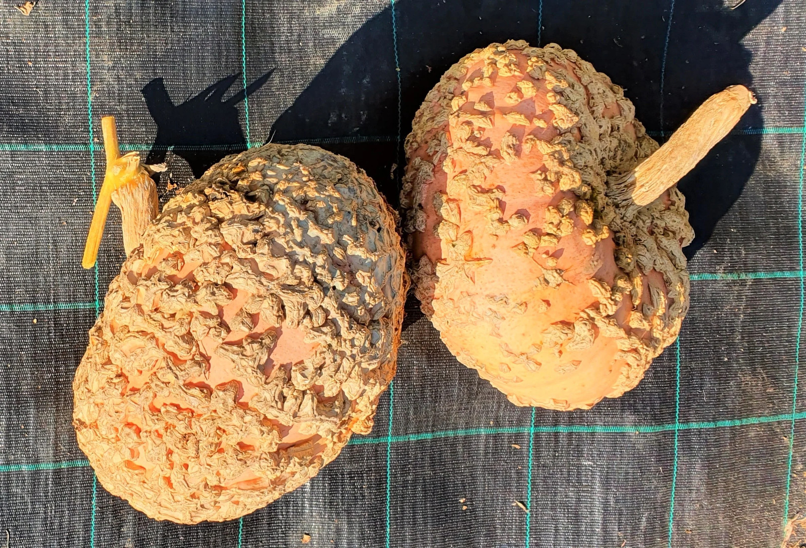 Peanut Pumpkin Seeds (Galeux D’ Eysines) | Warty Pink Pumpkins Squash Seed 2023
