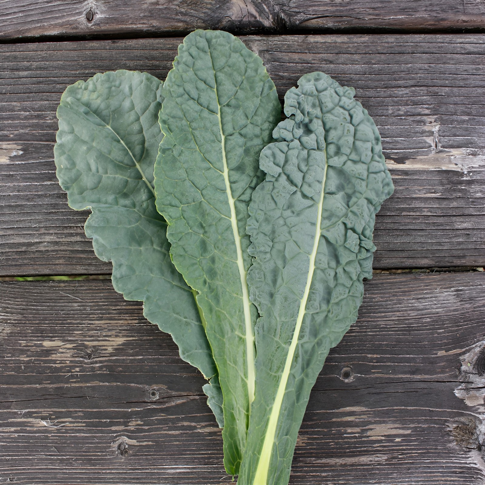 2,000 Heirloom Lacinato Kale Seeds AKA Italian Dinosaur Kale Cruciferous NonGMO