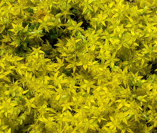 SEDUM YELLOW STONECROP Sedum Ellacombianum – 200 Bulk Seeds