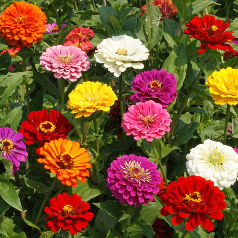 750+ ZINNIA CALIFORNIA GIANT SEEDS NON – GMO FRESH FOR 2024 GARDENS