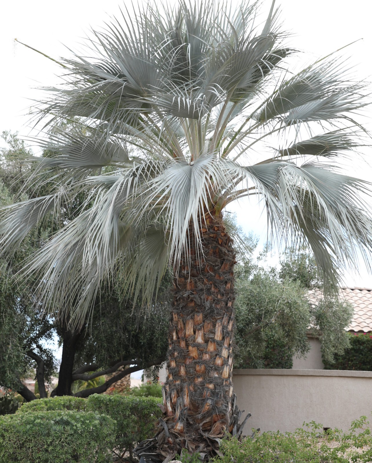 10 Mexican Blue Hesper Palm Seeds Grey Goddess Cold Hardy Tropical