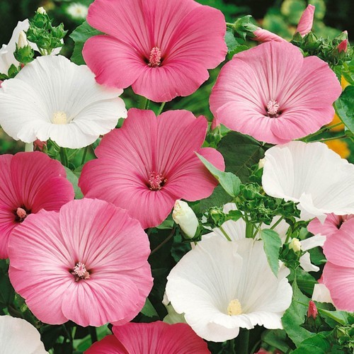 100+ tree mallow FLOWER SEEDS | FREE SHIPPING