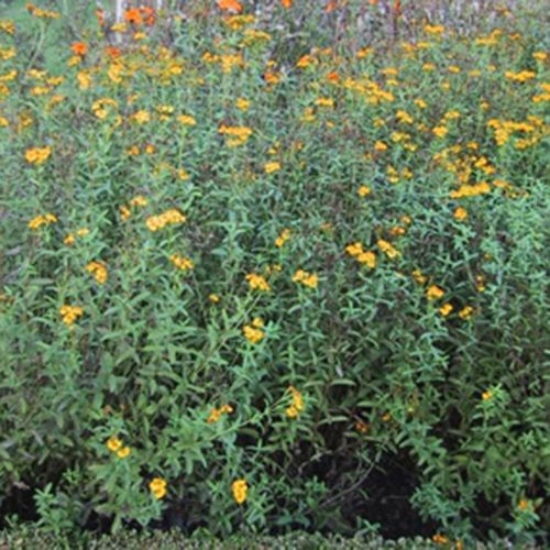 100 MEXICAN MINT MOSQUITO INSECT REPELLENT SEEDS MARIGOLD HERB MEDICINAL NON-GMO