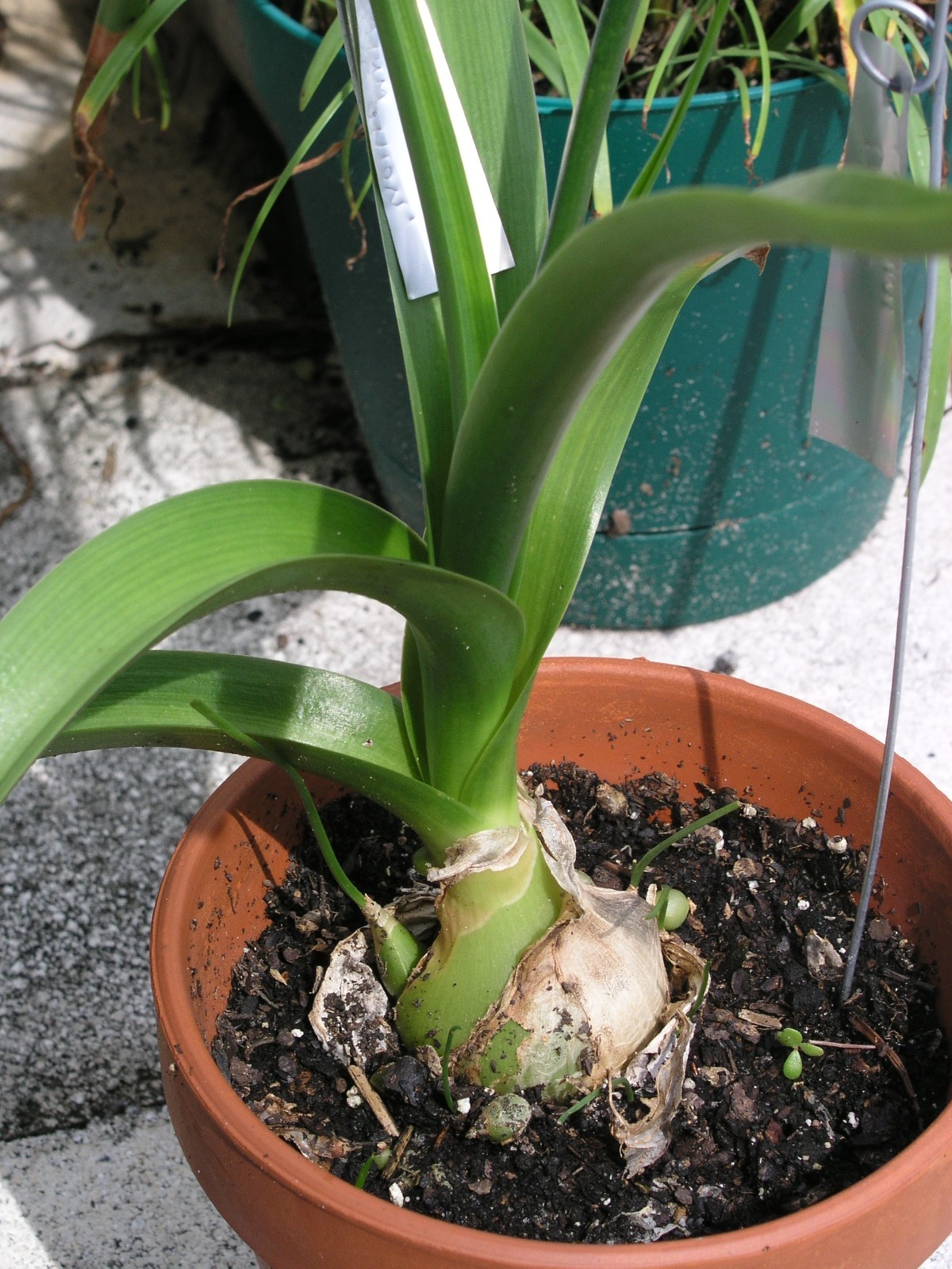 Ornithogalum Caudatum, Sea Onion, Pregnant Onion, 6 bulbs