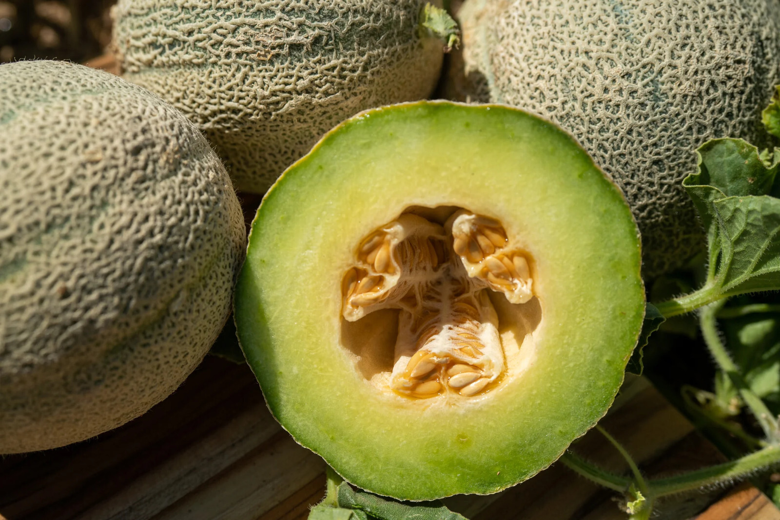 40 Heirloom Ice Cream Melon Very Rare Sweet 2-3LB Melon – Tart Flavor VERY Sweet