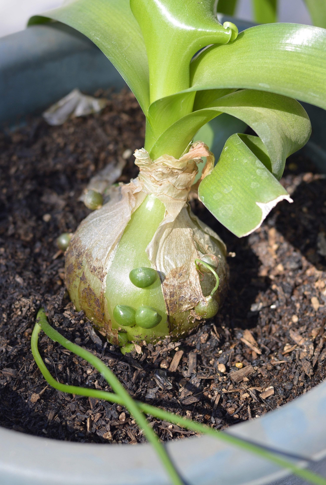 20 PREGNANT ONION SEEDS ak False Sea Onion Lily Ornithogalum Caudatum Houseplant