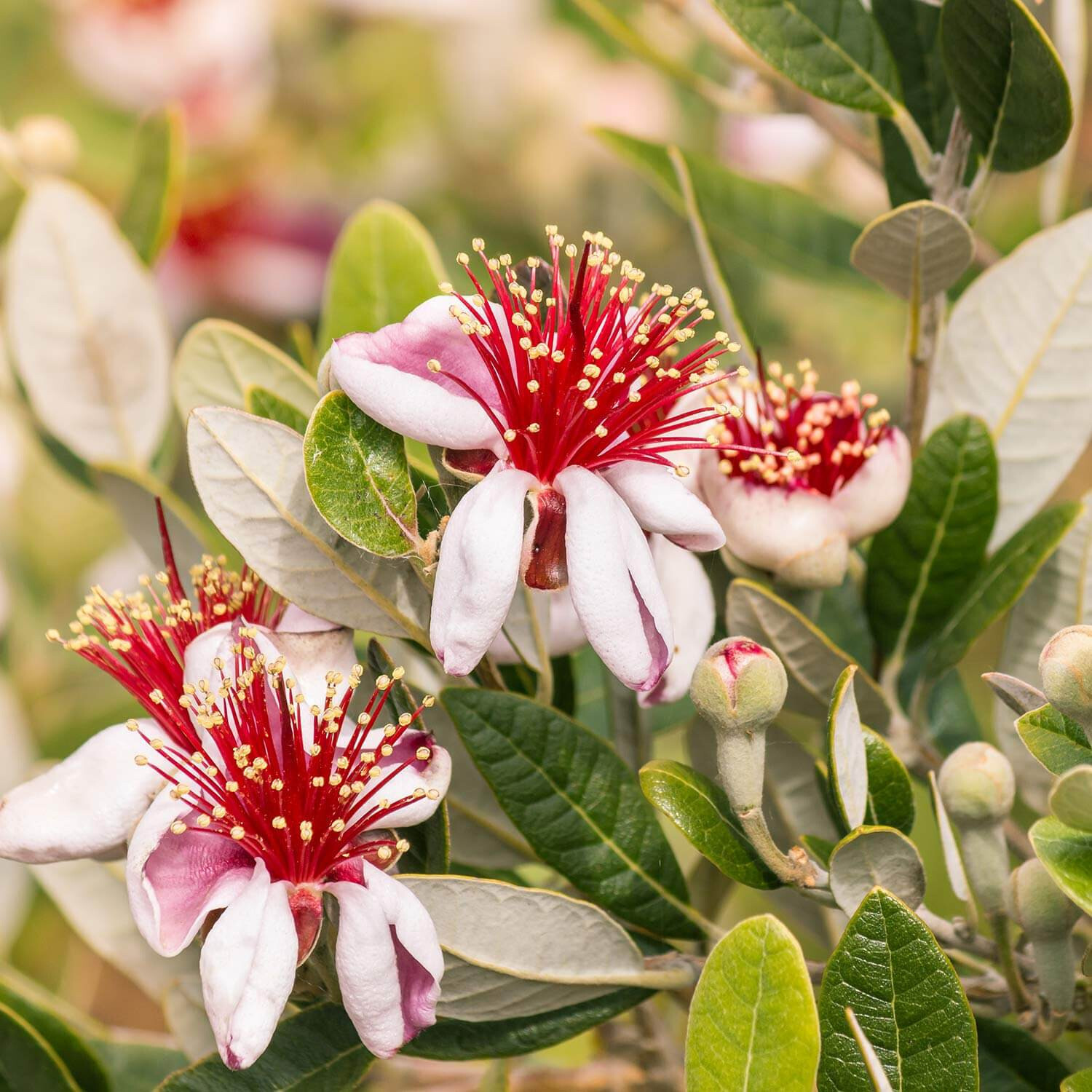 50+ Pineapple Guava Seeds for Garden Planting – USA – FREE SHIPPING!