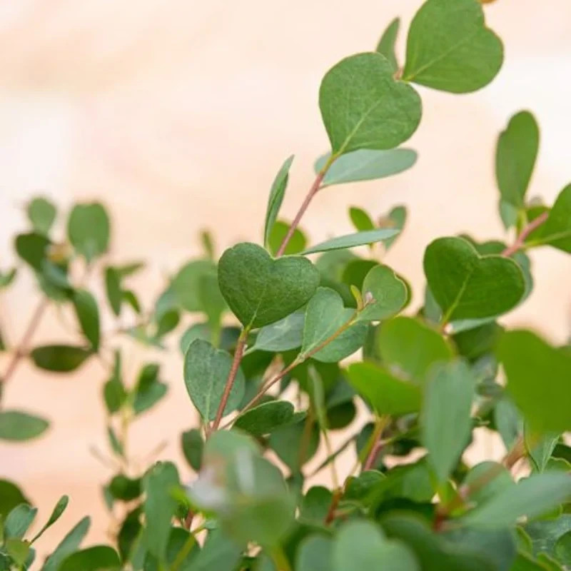 eucalyptus Heart Leaf 10 seeds rare