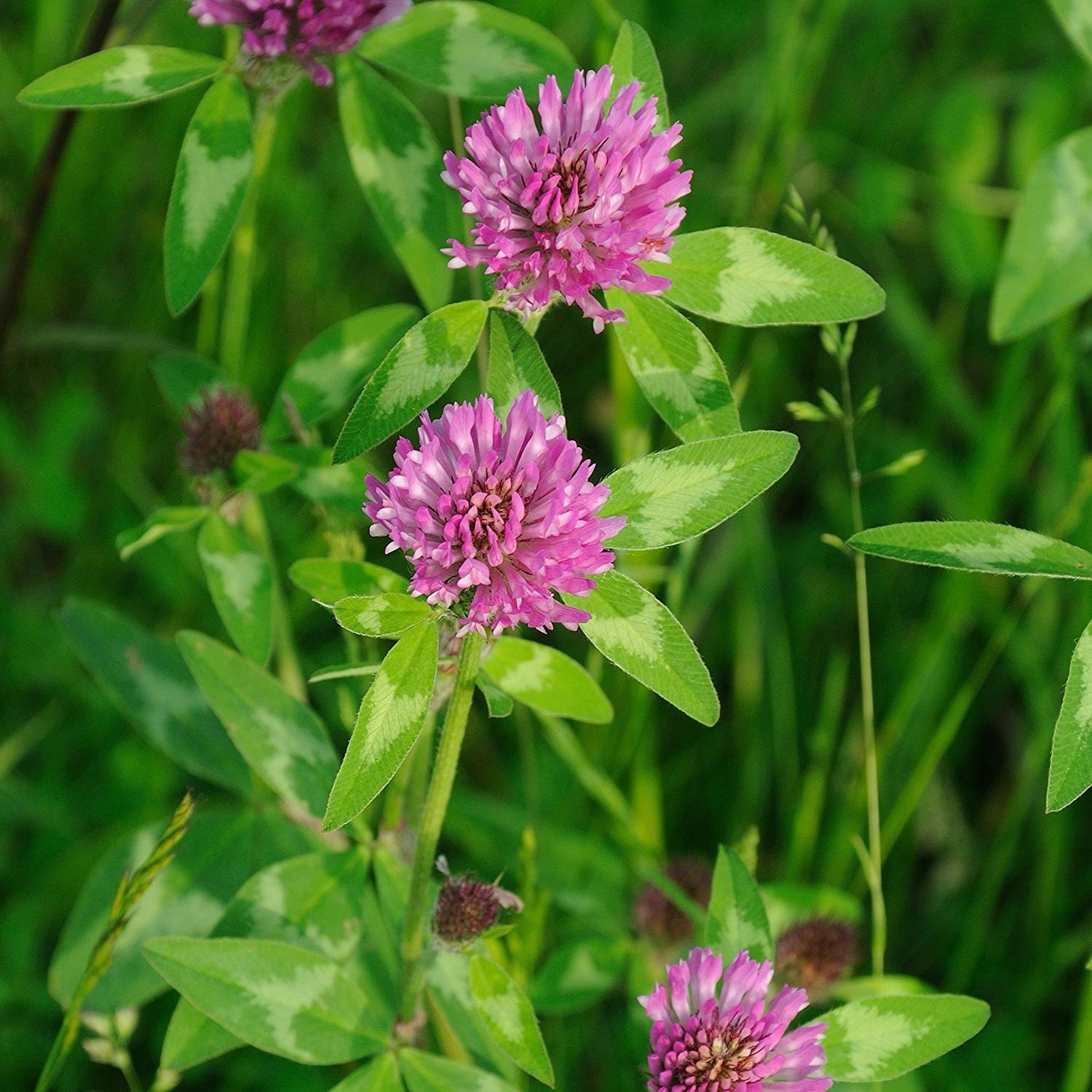 Perennial Med Red Clover Coated Inoculated – Food Plot Seed – Deer & Turkey 1 ac