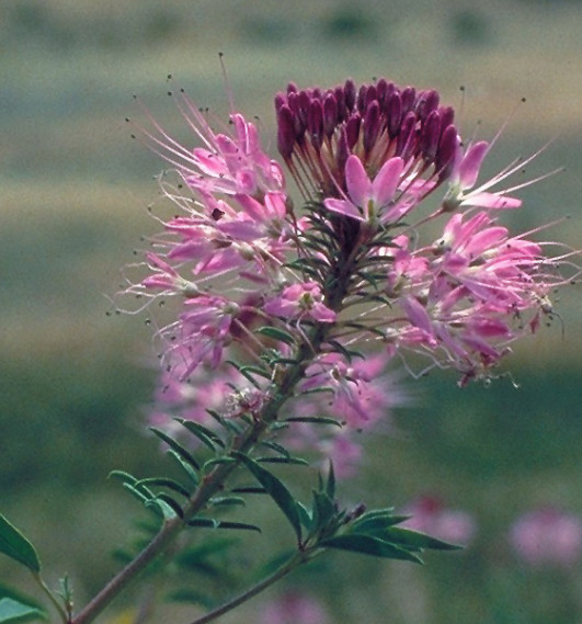 Cleome ROCKY MOUNTAIN BEE PLANT Honey Bees Butterfly Host Plant NonGMO 200 Seeds