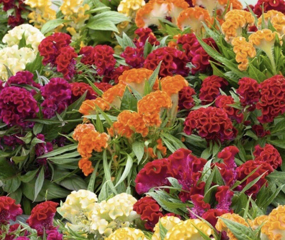 100+Seeds.Celosia CRISTATA Mixed Cockscomb Buy2 Get 2 FREE!