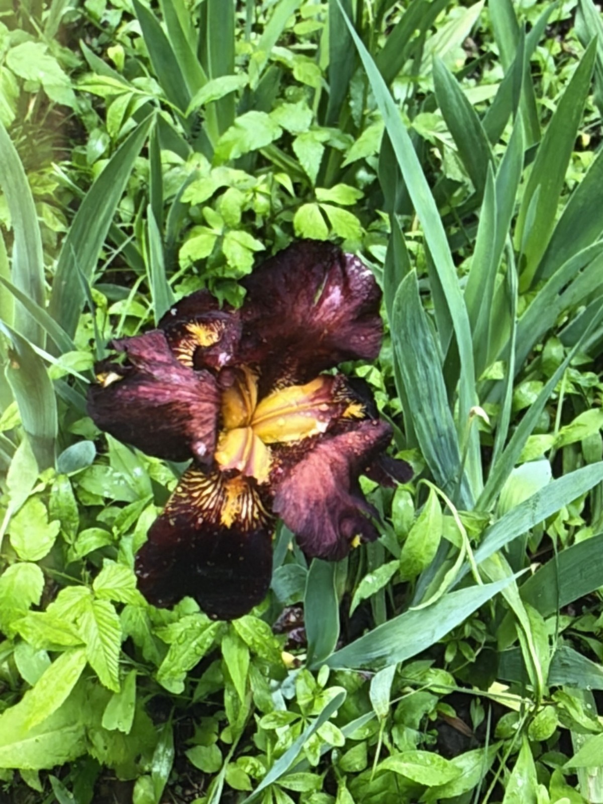 Bearded Iris Rhizomes Burgundy Yellow Perennial Flower Bulb BOGO + Bonus Gift