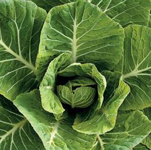 Collards Vates Heirloom Vegetable By Seed Kingdom 5,000 Seeds