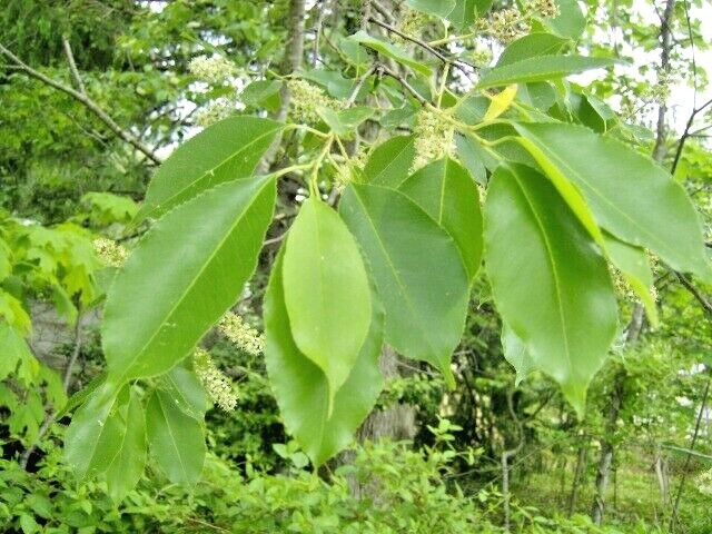 20 WILD BLACK CHERRY SEEDS – Prunus Serotina