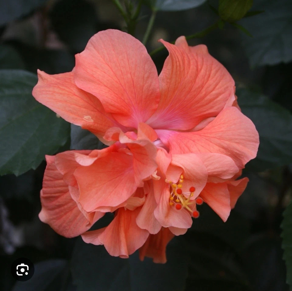 Joanne Hibiscus-SMALL ROOTED STARTER Plant-Hibiscus Rosa-sinensis