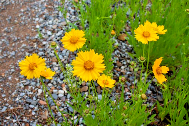 300 GOLDEN WAVE TICKSEED SEEDS | 2026 SALE FREE SHIPPING NON GMO HEIRLOOM