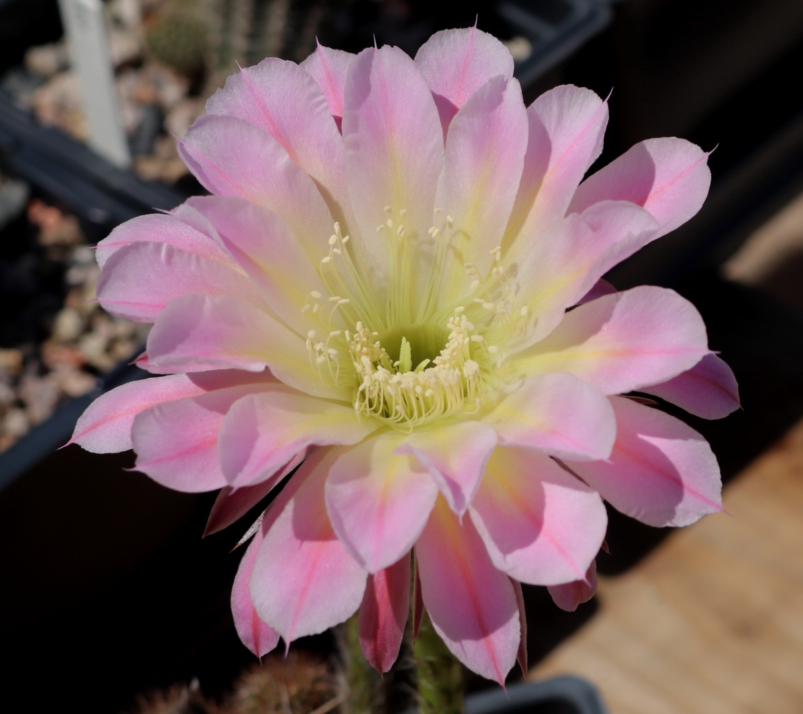 Echinopsis hybrid ‘Rainbow Burst-Pink’
