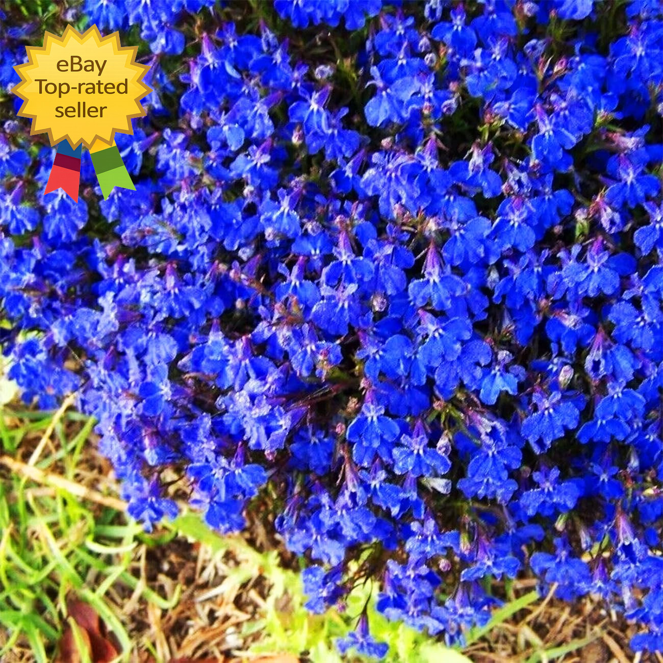 20000+ Magic Blue Creeping Thyme Seeds for Planting Ground Cover Plants Heirloom