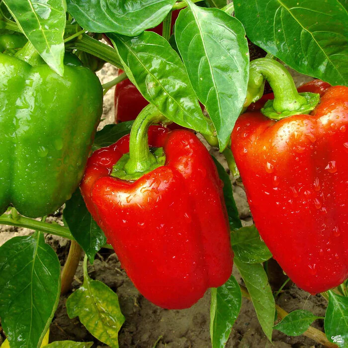 Sweet Red Bell Pepper Seeds | Non-GMO Heirloom | Fresh Garden Seeds from USA