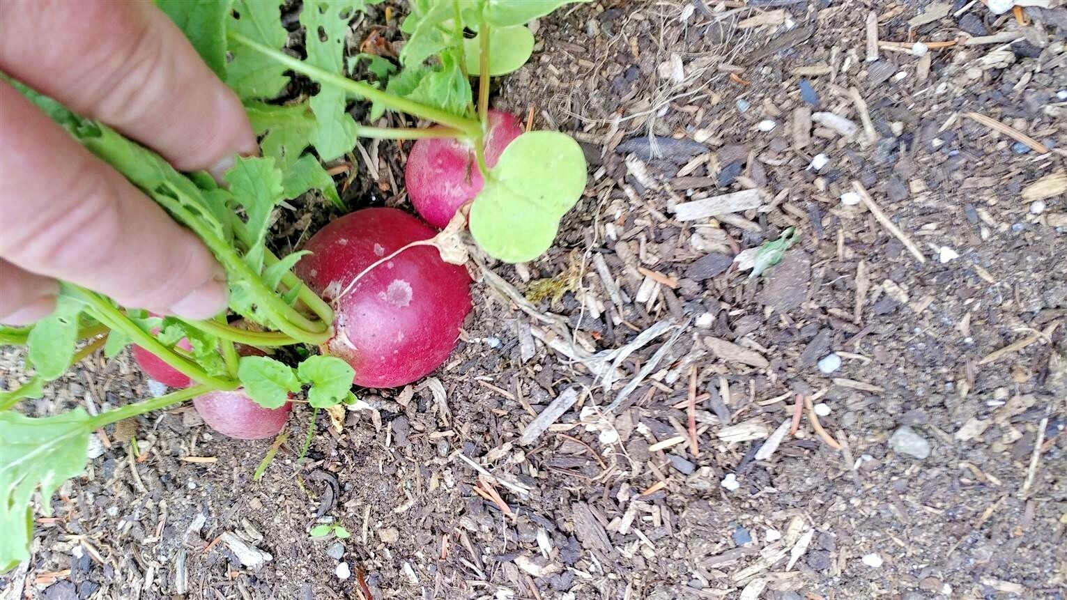 301+GERMAN GIANT RADISH Seeds Organic Heirloom Vegetable Mild Garden Container