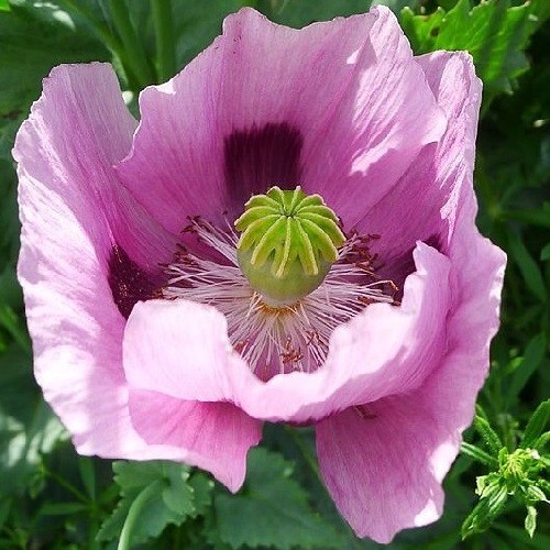 20,000 Stratified Hungarian High Germination Pap. Somiferum Poppy Seeds To Plant