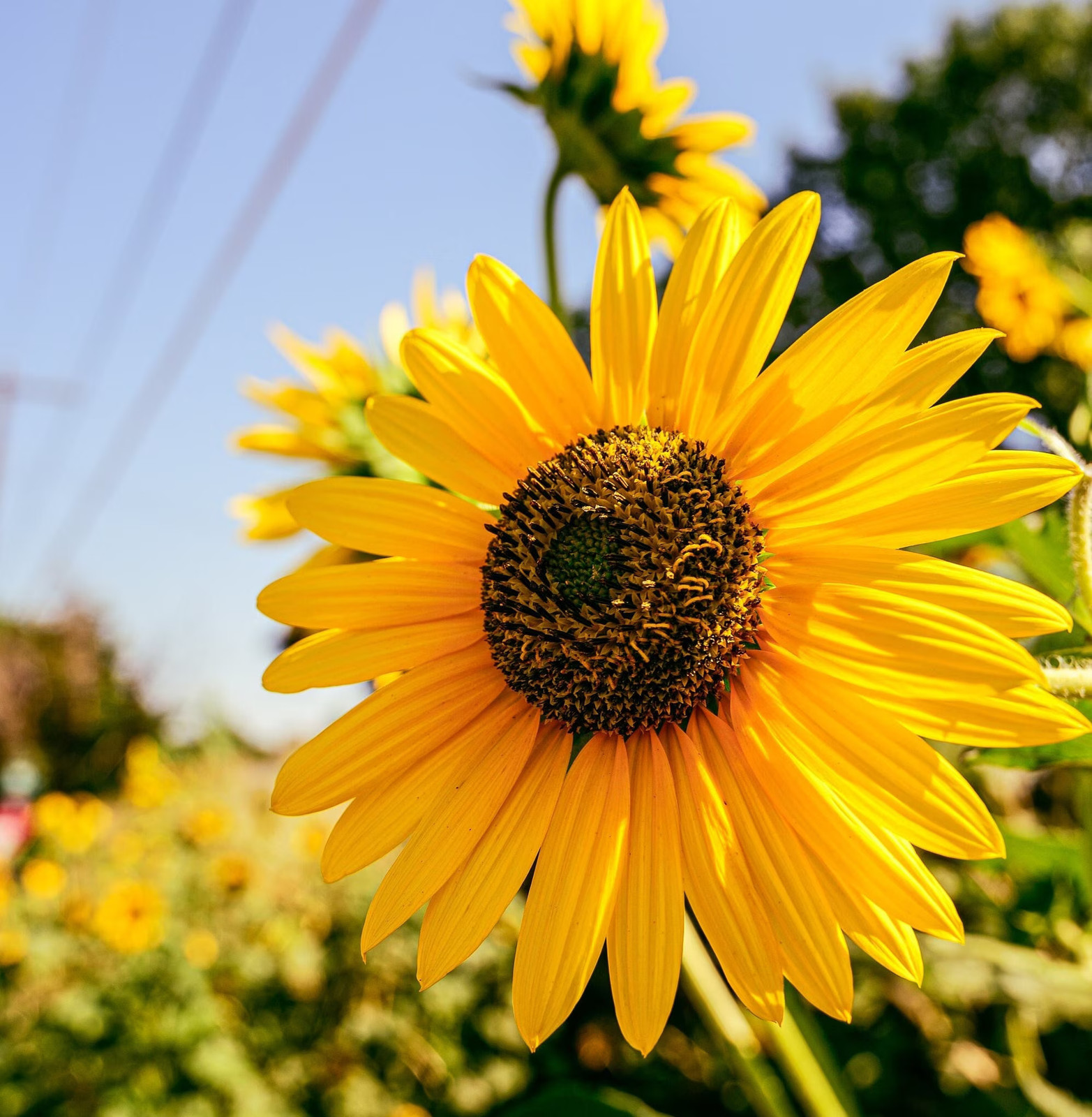 Sunflower Seeds California Native Annual Drought Tolerant Flower to Feed Birds H
