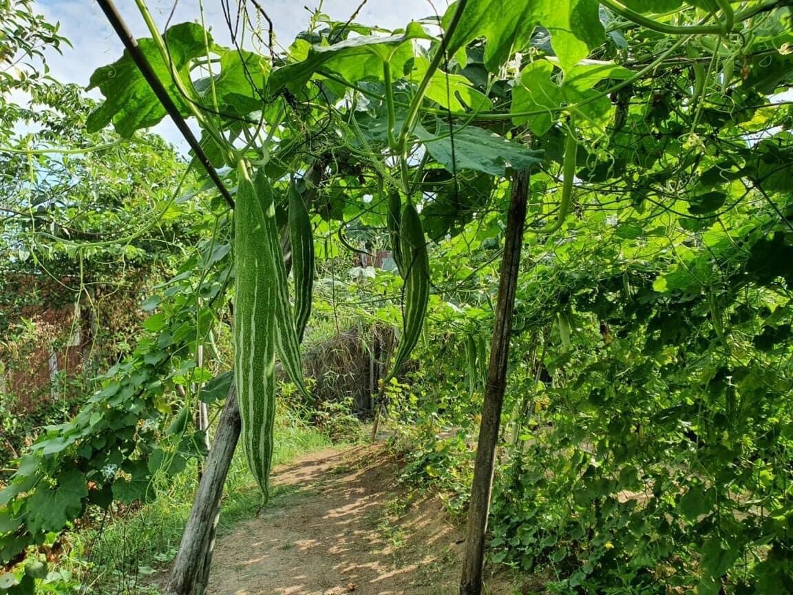 25 Buag Ngu Naga short snake serpent gourd seeds; non-GMO; Muop Lac Le Lặc Lè