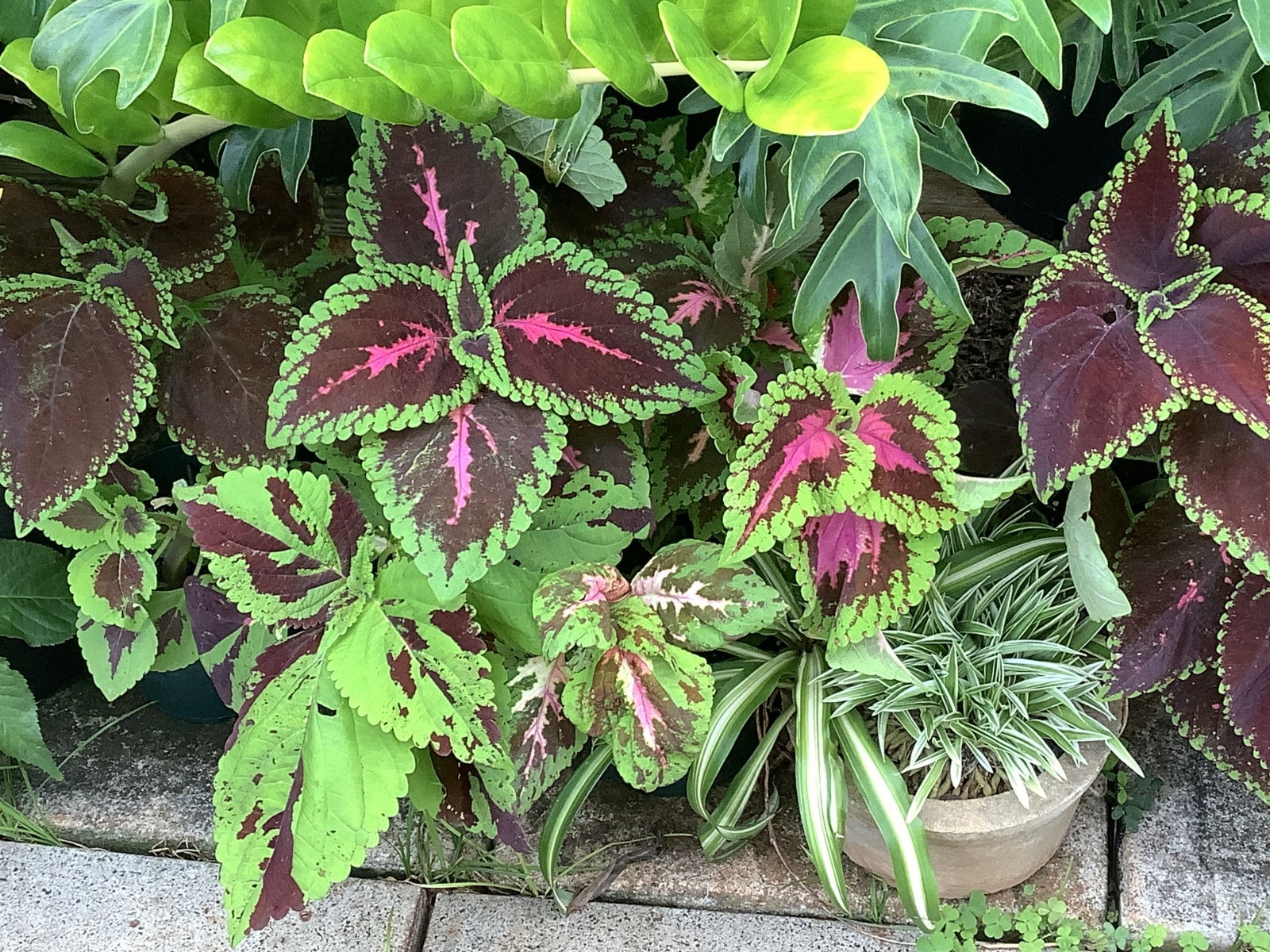 25 Coleus Seeds – Bold Foliage Plant – Easy-to-Grow for Garden