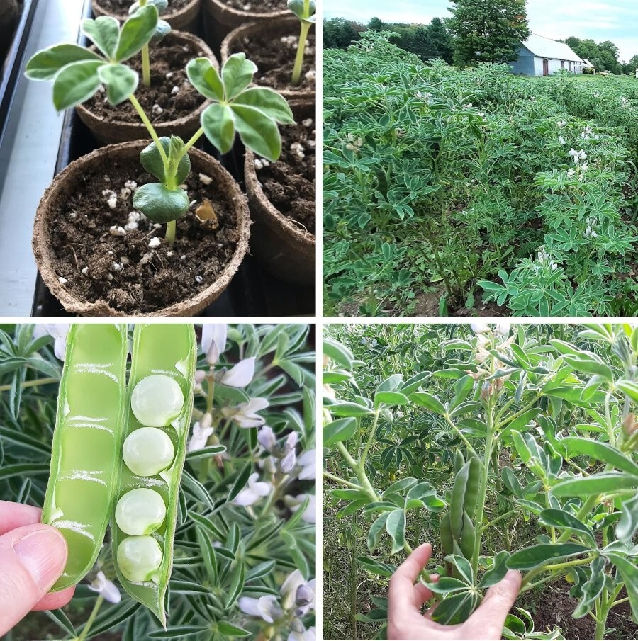 Seeds (50 or 100) Heirloom True Italian Christmas Lupini Beans Lupinus albus