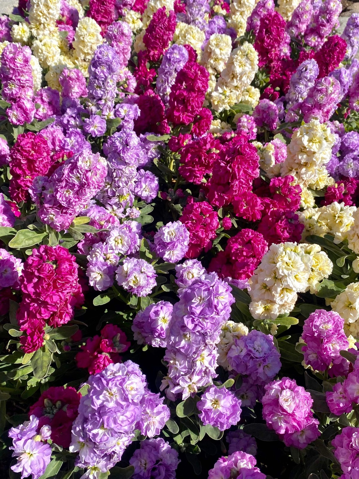 50 MIXED COLORS STOCK Matthiola Incana Ten-Week Gillyflower Blue White Pink Red