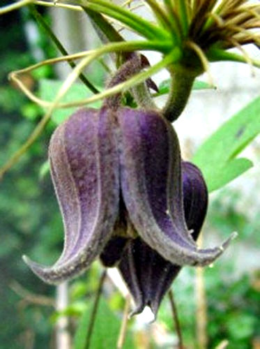 Clematis fusca | Brown Clematis | RARE | 5 Seeds