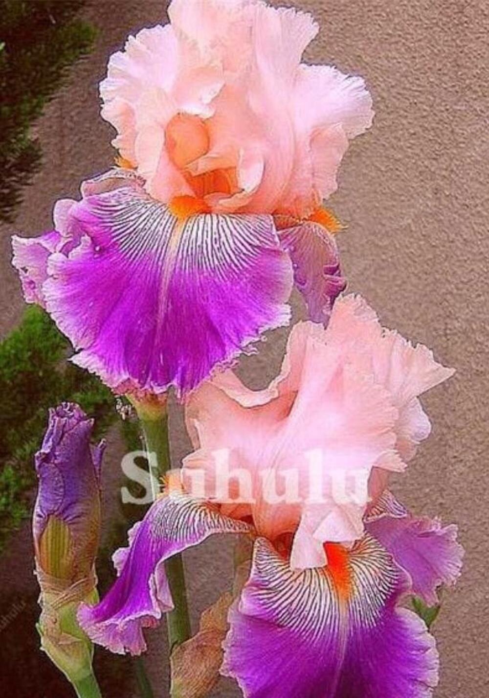 20 SEEDS for Pink/Purple IRIS rare flower exotic bloom garden plant USA Seller