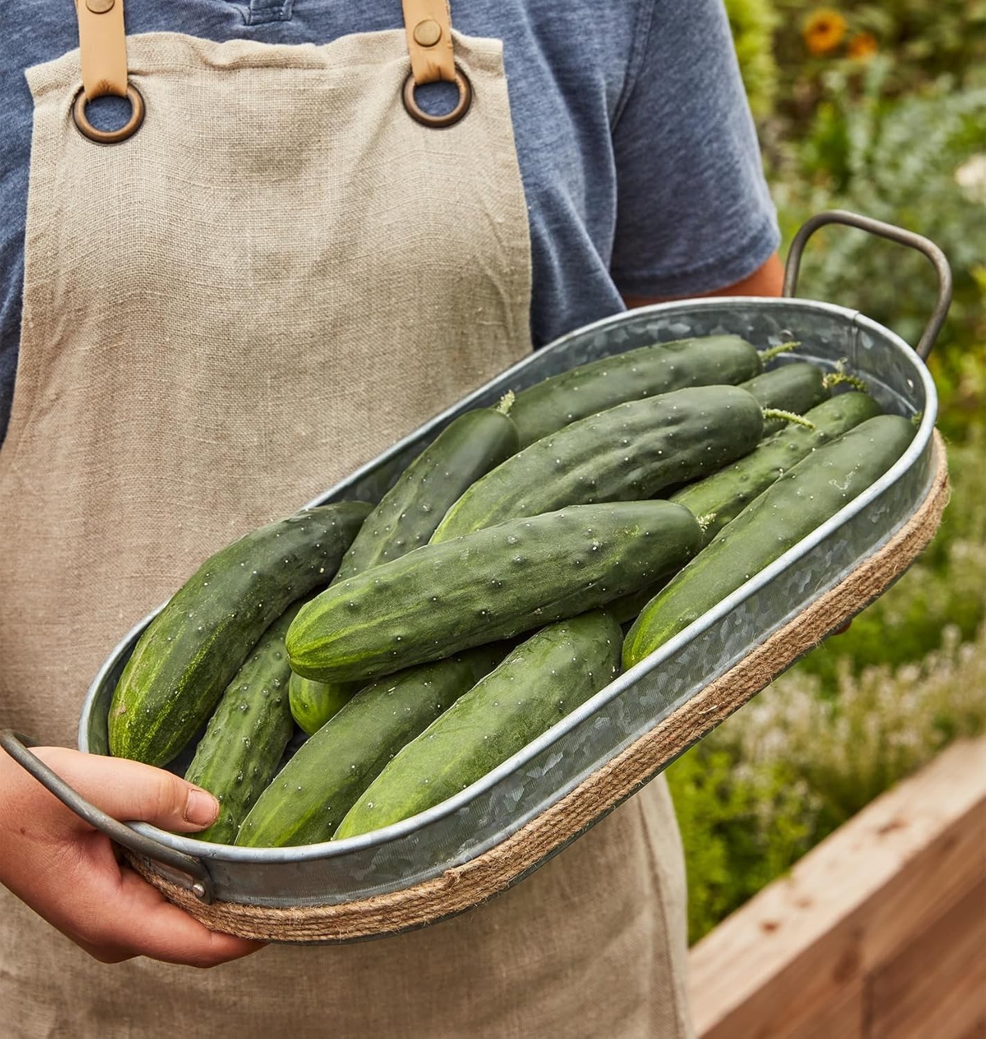 Non-GMO Marketmore 76 Slicing Cucumber Seeds – 125 Count for Home Garden
