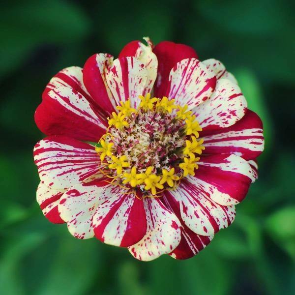 Zinnia elegans Peppermint Stick | 200 Seeds