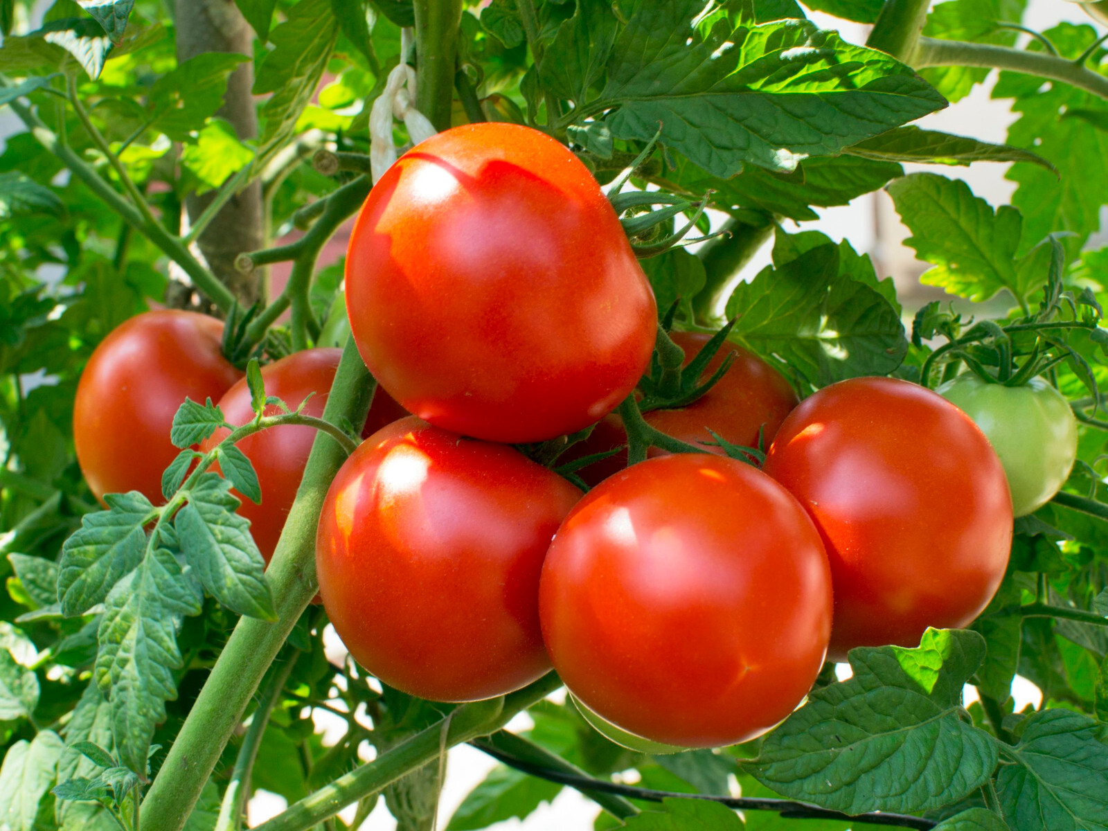 100 HOMESTEAD TOMATO SEEDS HEIRLOOM FRESH HARVEST FOR GARDENS