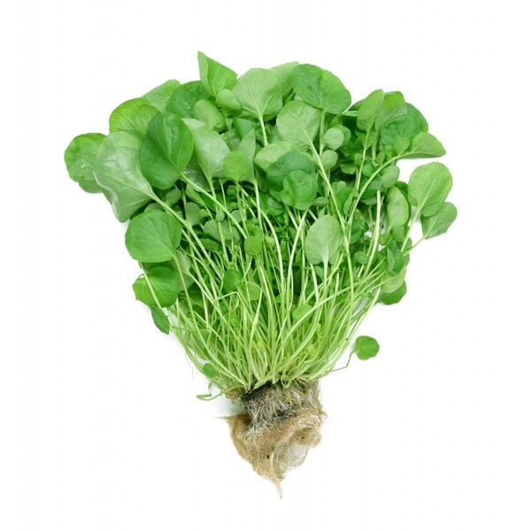 2000+WATERCRESS Seeds Organic Non Gmo Container Indoors Shade Garden Herb Easy
