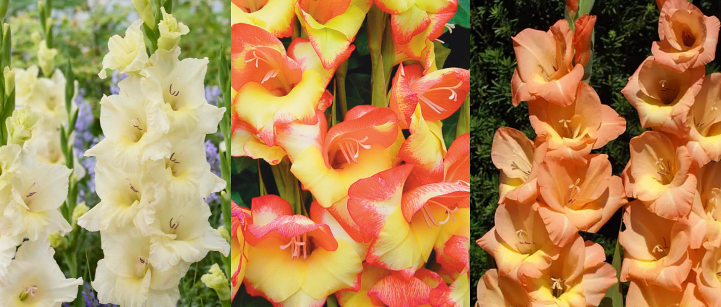 10 Pack Mix Gladiolus “Ivory Priscilla, Las Vegas, Esta Bonita” Corms Bulbs